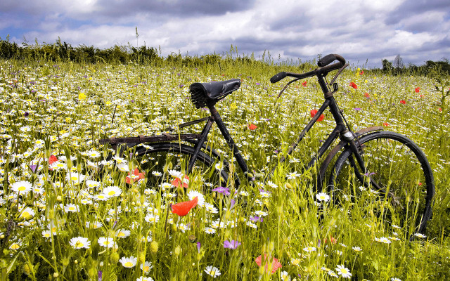 Bicycle flower field sunset sky free wallpaper for desktop - medium preview image