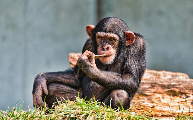 Chimpanzee log eating food outdoors free wallpaper for desktop - medium preview image