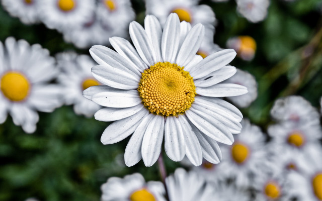 Daisy bokeh macro flower blur free wallpaper for desktop - medium preview image