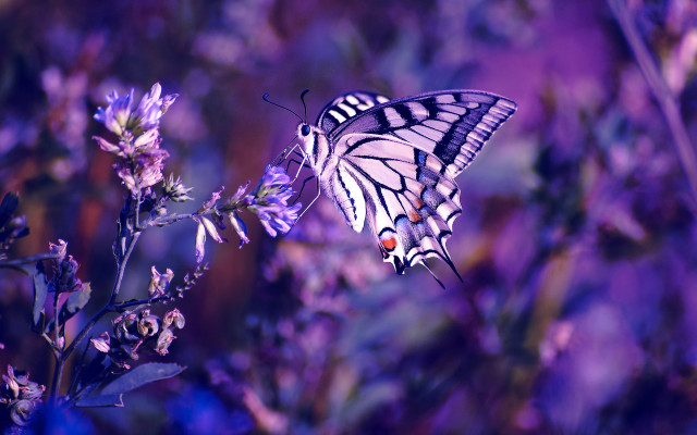 Butterfly flower purple field magic free wallpaper for desktop - medium preview image