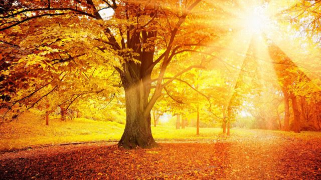 Yellow leaves tree park autumn free wallpaper for desktop - medium preview image