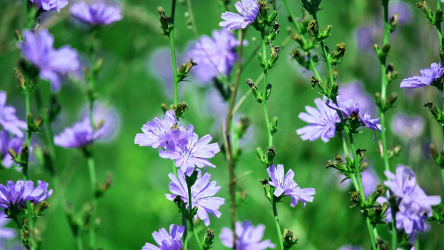 Purple flower bee macro bokeh free wallpaper for desktop - medium preview image