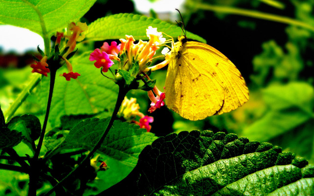Yellow butterfly flower green leaves free wallpaper for desktop - medium preview image