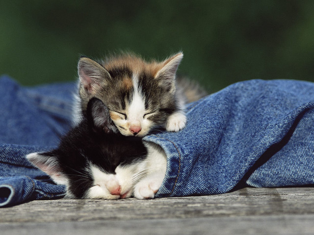 Kitten jeans sleeping microscopic cute free wallpaper for desktop - medium preview image