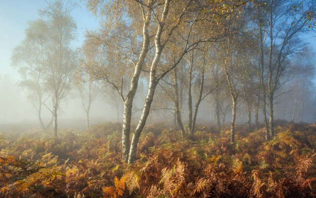 Foggy forest trees mist leaves free wallpaper for desktop - medium preview image