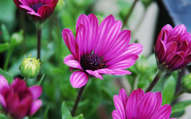 Closeup flowers bokeh butterfly hydrangea free wallpaper for desktop - medium preview image