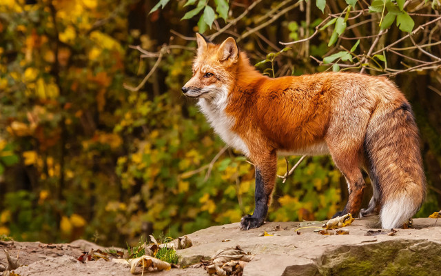 Red fox rock forest bird free wallpaper for desktop - medium preview image