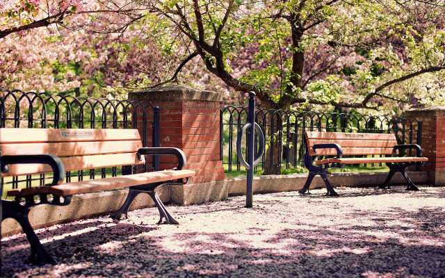 Benches fence trees pink flowers free wallpaper for desktop - medium preview image