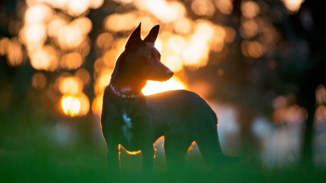 Dog sunset grass backlit bokeh free wallpaper for desktop - medium preview image