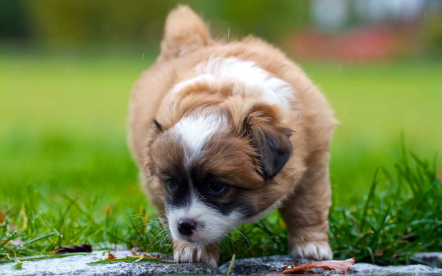 Puppy walking grass blurry nature free wallpaper for desktop - medium preview image
