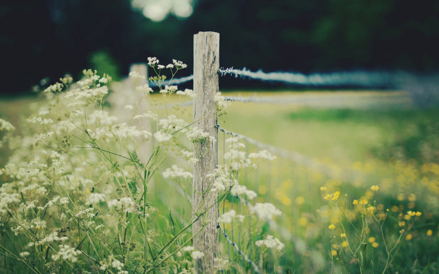 Fence flowers grass blurry background free wallpaper for desktop - medium preview image