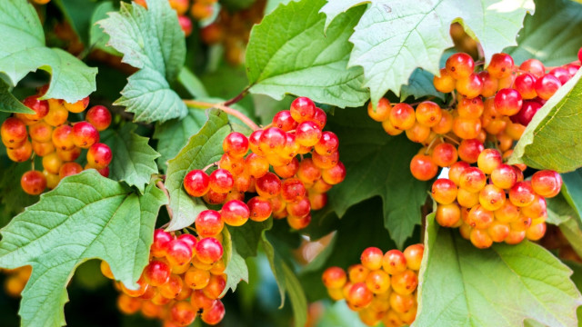 Berries branch leaves fruit puzzle free wallpaper for desktop - medium preview image