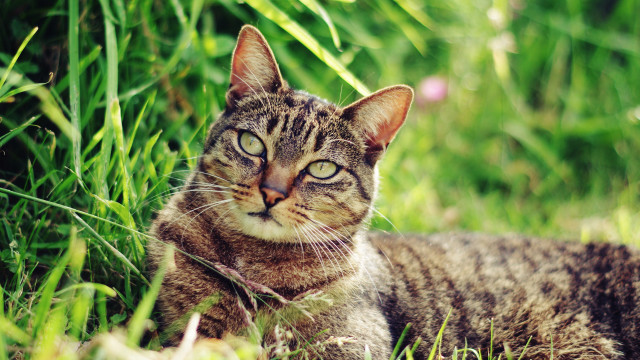 Sad cat in grass outdoors #2 free wallpaper for desktop - medium preview image