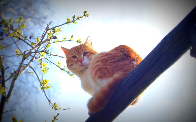 Cat branch sky bright light free wallpaper for desktop - medium preview image