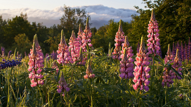 Flower field sky clouds trees free wallpaper for desktop - medium preview image