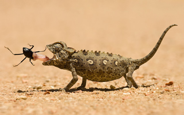 Desert lizard bug macro art free wallpaper for desktop - medium preview image