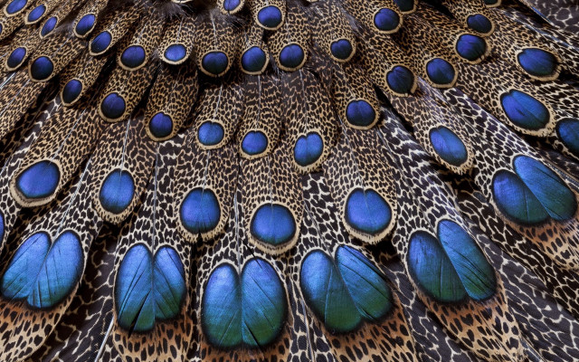 Peacock feathers blue brown spot free wallpaper for desktop - medium preview image