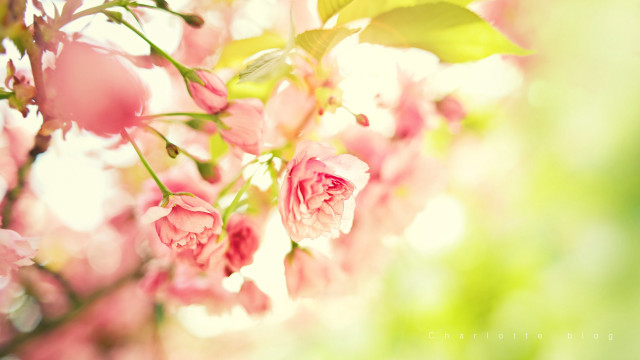 Pink flowers blooming tree branch #4 free wallpaper for desktop - medium preview image