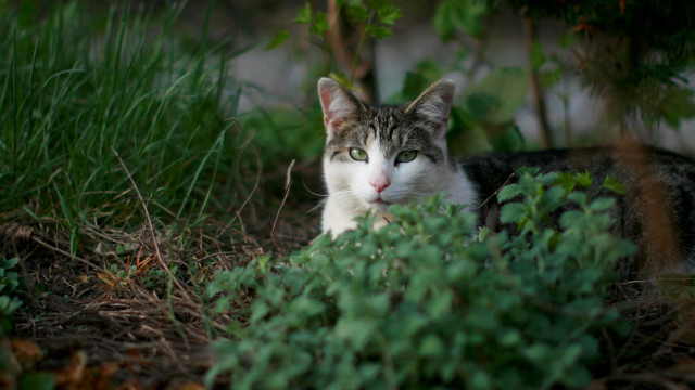 Sad cat grass plants trees free wallpaper for desktop - medium preview image