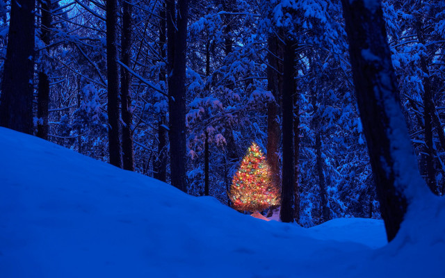 Lit christmas tree snowy forest #2 free wallpaper for desktop - medium preview image