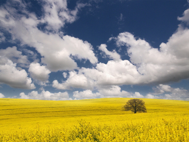 Lone tree yellow flowers cloudy free wallpaper for desktop - medium preview image