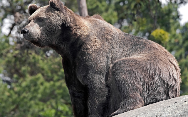 Brown bear rock forest sunny free wallpaper for desktop - medium preview image