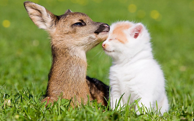Small white brown dog in free wallpaper for desktop - medium preview image