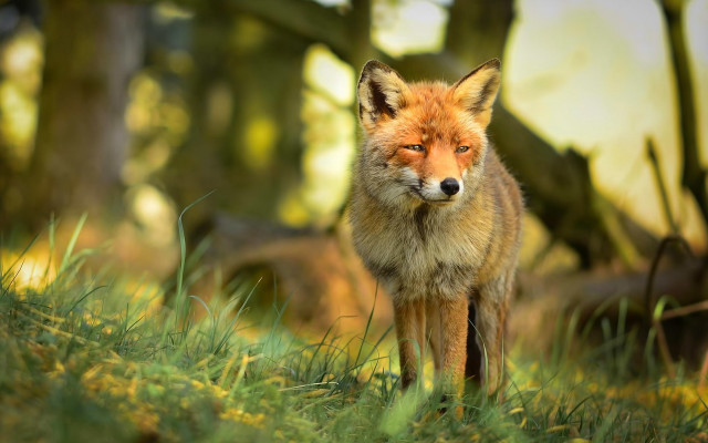 Red fox sad forest bokeh free wallpaper for desktop - medium preview image