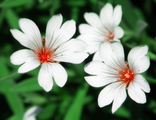 Three white flowers red centers free wallpaper for desktop - medium preview image