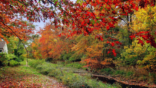 Autumn fall leaves forest river free wallpaper for desktop - medium preview image