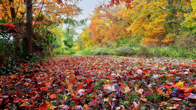 Autumn leaves trees forest fairy free wallpaper for desktop - medium preview image