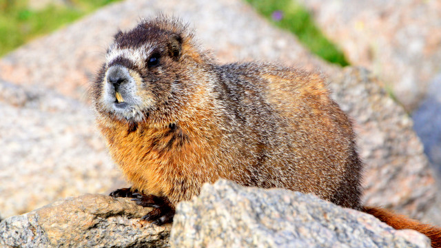 Marmot sunlit rock blurry background free wallpaper for desktop - medium preview image