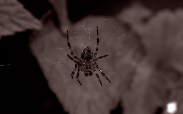 Spider flower darkroom blurry leaves free wallpaper for desktop - medium preview image