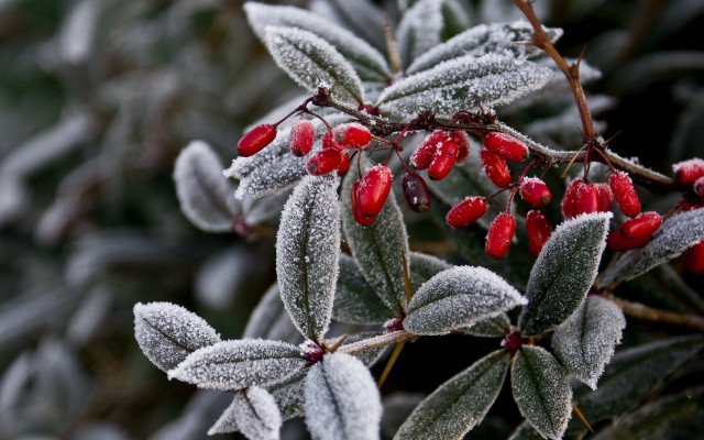 Frosted berry bush winter leaves free wallpaper for desktop - medium preview image