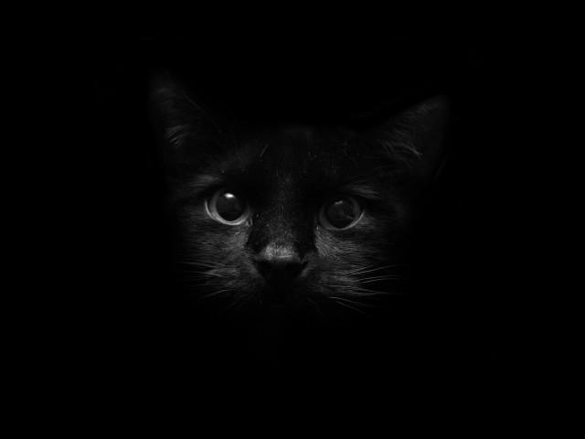 Black cat sad eye closeup free wallpaper for desktop - medium preview image