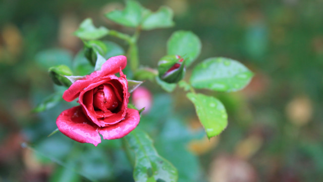 Red rose green leaves blurry #3 free wallpaper for desktop - medium preview image