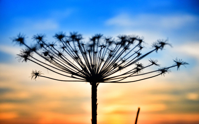 Dandelion sunset clouds mountain ocean free wallpaper for desktop - medium preview image