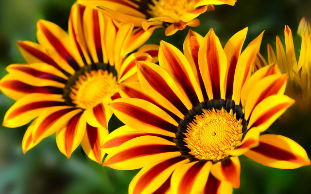 Flower closeup blurry background macro #6 free wallpaper for desktop - medium preview image