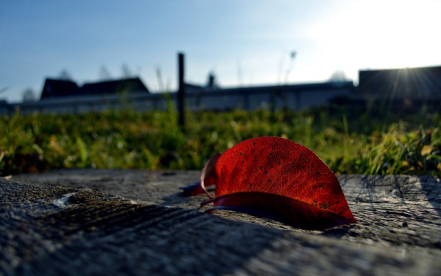 Red leaf grass fence building free wallpaper for desktop - medium preview image