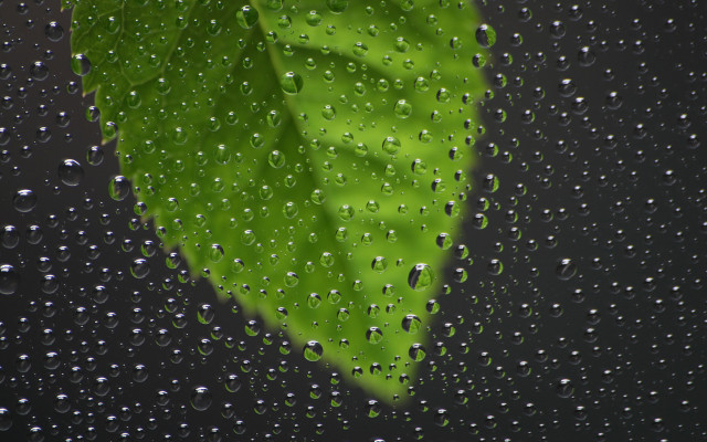 Green leaf rain soaked window free wallpaper for desktop - medium preview image