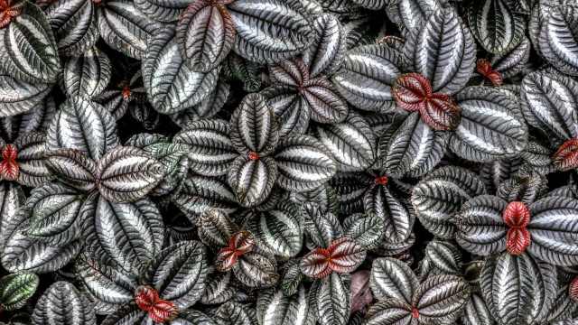 Leaves red flowers closeup plant free wallpaper for desktop - medium preview image