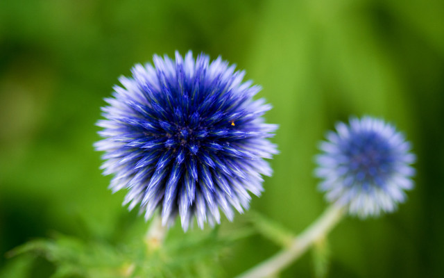 Blue flower green background macro free wallpaper for desktop - medium preview image