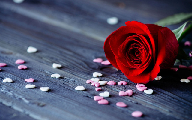 Red rose hearts flower petals free wallpaper for desktop - medium preview image