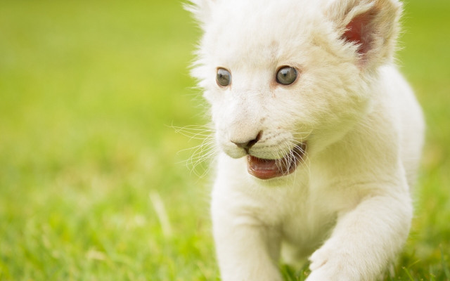 White tiger cub running grass free wallpaper for desktop - medium preview image