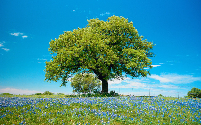 Large tree blue flowers blue free wallpaper for desktop - medium preview image