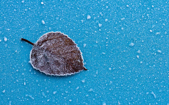 Snow leaf water drops minimalism free wallpaper for desktop - medium preview image