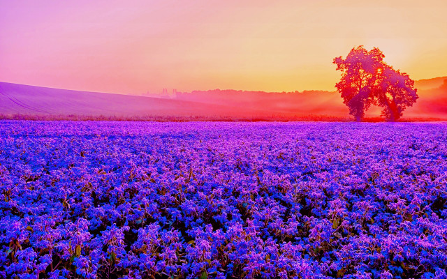 Purple field lone tree pink free wallpaper for desktop - medium preview image