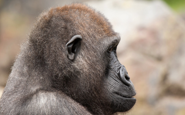 Monkey closeup blurry rocks grass free wallpaper for desktop - medium preview image