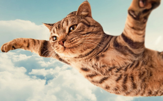 Cat flying clouds surrealism blue free wallpaper for desktop - medium preview image
