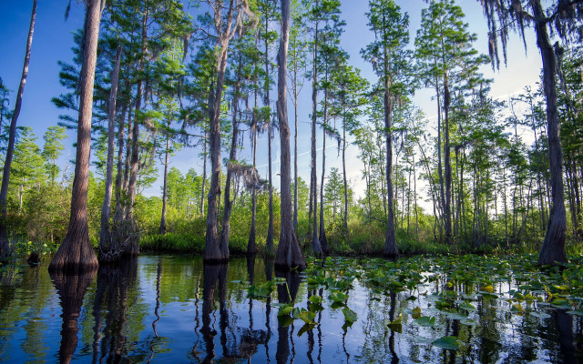 Swamp trees water lilies blue free wallpaper for desktop - medium preview image